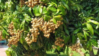 Kelengkeng Sudah Bertahun-tahun Tak Berbuah? Coba Trik Pupuk Ajaib Ini saat Musim Hujan!