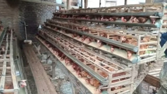 Modal dan Keuntungan Ternak Ayam Petelur 200 Ekor, Bisa Untung Rp70 Juta