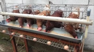 Ternak Ayam Petelur Skala Rumahan: Modal 6 Ekor, Ini Perhitungan Untungnya