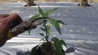 Biar Cabai Merah Keriting Gak Cuma Daun: Trik Topping Ini Bisa Bikin Cabang Jadi Banyak!