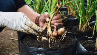 Cara Mudah Menanam Bawang Putih Anti Gagal, Pakai Polybag dan Media Tanam Sederhana