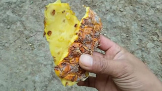 Pupuk Alami dari Kulit Nanas Agar Tanaman Cabai Subur, Tidak Kerdil dan Buah Tidak Rontok