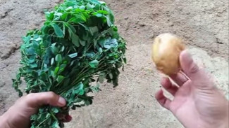 Cara Membuat Pupuk Organik Pengganti NPK 16-16-16, Taman Subur dan Berbuah Lebat