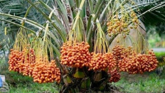 Jangan Ragu! Ini Cara Tanam Kurma di Indonesia Agar Berbuah