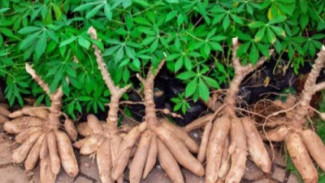 Tips Menanam Singkong Menggunakan Metode Rebahan, Mudah Dilaksanakan dan Cepat Panen!