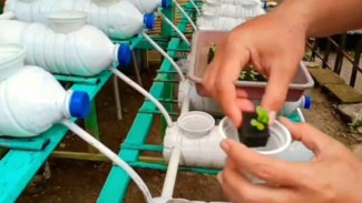 Rahasia Panen Pakcoy Sebanyak Tukang Sayur, Cuma Modal Spons Murah dan Trik Jitu Ini!