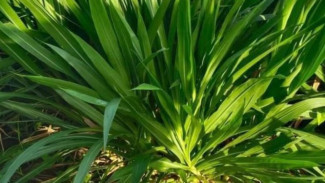 5 Jenis Rumput Tinggi Protein untuk Segala Jenis Ternak, Cocok untuk Sapi, Kambing, Domba, hingga Kelinci!