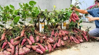 Mau Tanaman Ubi Jalar Berumbi Besar dan Lebat? Yuk, Intip Rahasianya!
