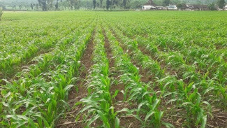 Gampang Sekali! Begini Teknik Tanam Jagung Tanpa Olah Tanah, Cukup Siapkan Abu Jerami