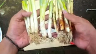 Agar tidak Busuk! Begini Cara Tepat Menanam Daun Bawang dari Batang, Tumbuh Sehat dan Segar
