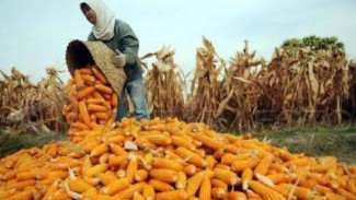 Tips Menanam Jagung Manis Agar Berbuah Besar, Perhatikan Teknik Memberikan Pupuk Seperti Ini!