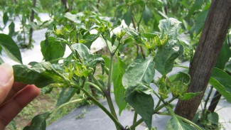 Stop Pestisida! Cuma Tanam Kemangi dan Bawang, Hama Kebun Auto Minggat