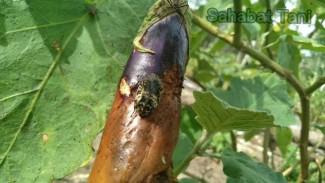 Cara Ampuh Mengatasi Busuk Terong di Pohon, Mudah dan Murah!