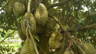 Cuma Satu Pohon di Pekarangan, Tapi Durian Ini Berbuah Terus dan Bikin Heboh Sekampung!