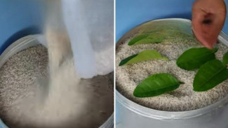 Rahasia Biar Beras Awet dan Bebas Kutu Cuma Modal Daun, Cara Ini Belum Banyak yang Coba!