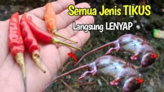 Rumah Auto Terbebas dari Gangguan Tikus Selamanya dengan Cabai, Begini Caranya!