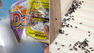 Cuma Modal Botol Bekas, Garam dan Deterjen, Rumah Kamu Bisa Bebas Semut Selamanya!
