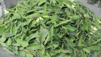 Ternyata Daun Mangga Bisa Sembuhkan 4 Penyakit Serius! Banyak Orang Belum Tahu