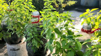 Tidak Perlu Beli Bibit! Ini Tips Menanam Kemangi dari Batang dalam Pot, Segar dan Rimbun
