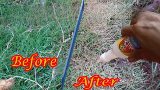 Sulit Membasmi Rumput Liar di Pekarangan Rumah? Pakai 3 Bahan Sederhana Ini, Langsung Gosong Tanpa Herbisida