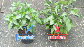 Ternyata Ini Penyebab Daun Cabe Jadi Keriting! Bukan Hama, Tapi Salah Isi Polybag
