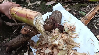 Buat Kompos dari Batang Pisang untuk Kebun di Rumah, Tanaman Dijamin Subur!