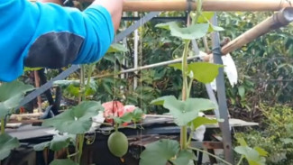 Mau Panen Melon Lebat? Coba Trik Bedakan Bunga Jantan dan Betina Ini Sekarang Juga!