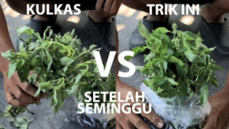Cara Menjaga Sayuran Tetap Segar Tanpa Kulkas dan Tanpa Listrik
