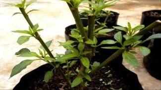 Cara Bikin Pohon Cabai Tua Jadi Remaja Lagi, Segar dan Kembali Produktif