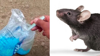 Rahasia Petani Ini Ampuh Banget! Tikus Sawah Mati Berkelompok Cuma Pakai Campuran Pupuk dan Racun
