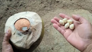 Cukup Larutkan Biji Kemiri, Murah Tapi Tanaman Cepat Bertunas dan Berbuah, Silakan Dicoba