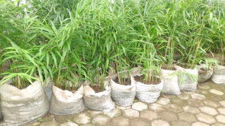 Tips Mudah Menanam Jahe di Pekarangan Rumah, Cuma Modal Karung Bekas!