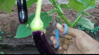 Cara Mudah Meremajakan Tanaman Terong Tua, Pohon Jadi Subur, Segar dan Produktif!