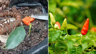 Cuma dari Biji Cabai Dapur, Ibu Rumah Tangga Ini Bisa Panen Berkali-kali di Depan Rumah!