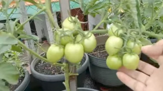Tomat Bisa Panen Lebat Meski di Pot Kecil, Rahasianya Ada di Teknik Pruning Simpel Ini!