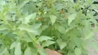 Tips Mudah, Manfaat, dan Ide Olahan Lezat untuk Panen Daun Kemangi Super Subur di Rumah