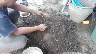 Ternyata Kayu Kering Menjadi Rahasia Sukses Ubah Tanah Tandus Jadi Subur, Simak Caranya!