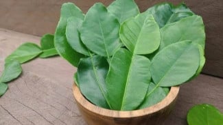 Bikin Racun Hama dari Daun Jeruk, Yuk! Caranya Mudah, Penyakit Tanaman Musnah