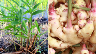 Lengkuas Bisa Rimbun dan Cepat Besar, Cuma Ikuti 8 Trik Ajaib Petani Rumahan Ini!