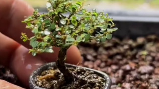 Cara Bikin Bonsai Mini dari Pohon Meniran, Mudah dan Menarik