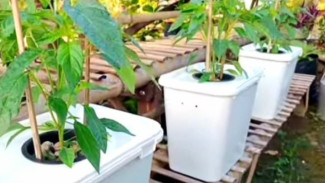 Trik Panen Cabe Rawit Hidroponik di Wadah Box Bekas Es Krim, Hasil Maksimal Tanpa Ribet!