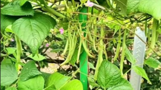 Punya Lahan Terbatas? Tidak Masalah! Panen Buncis di Pot dengan Hasil Melimpah, Ini Trik Cerdiknya