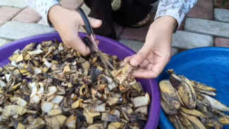 Jangan Buang Kulit Pisang, Sulap Jadi Pupuk Organik Cair yang Ampuh dan Hemat Buat Kebun Kamu