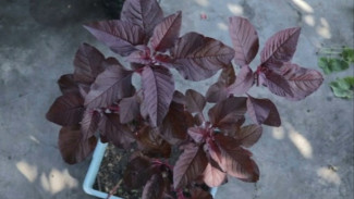 Menanam Bayam Merah dari Satu Lembar Daun? Bisa Banget!