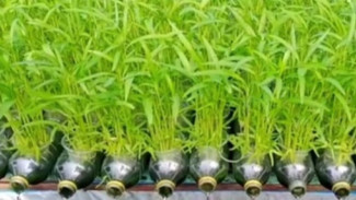 Nggak Punya Lahan? Coba Cara Unik Tanam Kangkung Aquaponik, Panen 15 Hari Berkali-kali!
