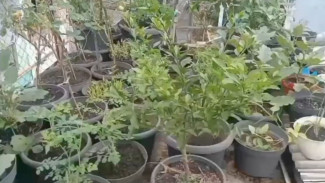 Rahasia Jeruk Limau Cepat Subur dan Berbuah, Cara Mudah Memindahkan Tanaman ke Pot Lebih Besar