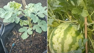 Lahan Rumah Cuma Segede Tikar? Kamu Tetap Bisa Panen Semangka Manis, Ini Rahasianya!