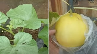 Pakai Tanah Bekas dan Dua Pupuk Murah, Kamu Bisa Panen Melon Golden Manis Sendiri!