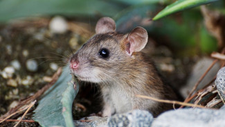 Awas Tikus Masuk ke Rumah, Ini Bahayanya Bagi Kesehatan Tubuh!