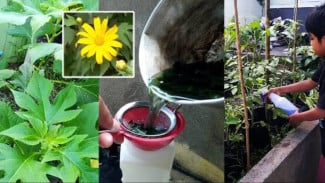 Cara Bikin Pestisida Nabati Super Ampuh Basmi Hama Wereng pada Tanaman, Mudah dan Murah!